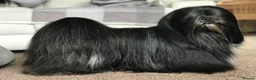 Lhasa Apso dogs for sale: Lhasa Apso Adult Girl - Advert 4