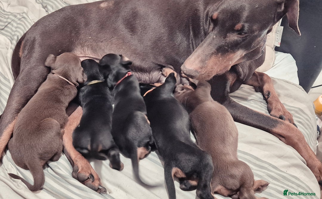 Dobermann dogs for sale: Dobermanns for Sale - Advert 1