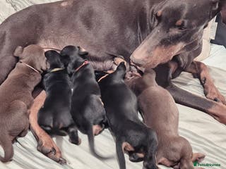 Dobermann dogs Dobermanns for Sale - Advert 4