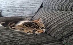 Mixed Breed cats for sale: Tabby kittens for sale - Image 9