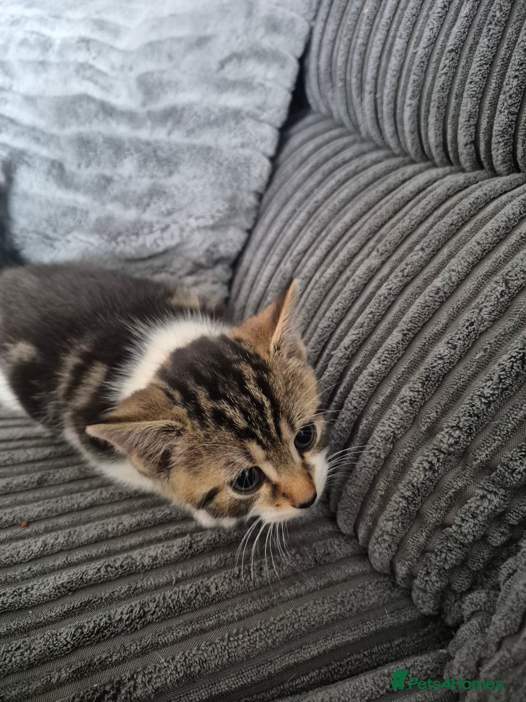 Mixed Breed cats for sale: Tabby kittens for sale - Image 9