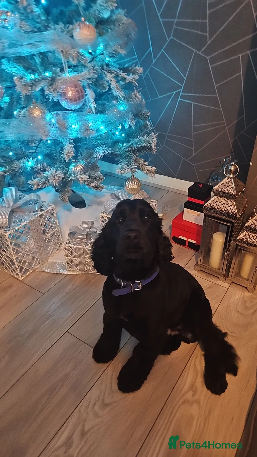 Cocker Spaniel dogs for stud: Gorgeous male cocker spaniel for stud in Bakewell - Advert 1