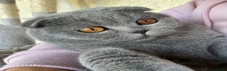 Scottish Fold cats for sale: Beautiful Scottish fold x British Shorthair boy  in Ardrossan - Advert 4