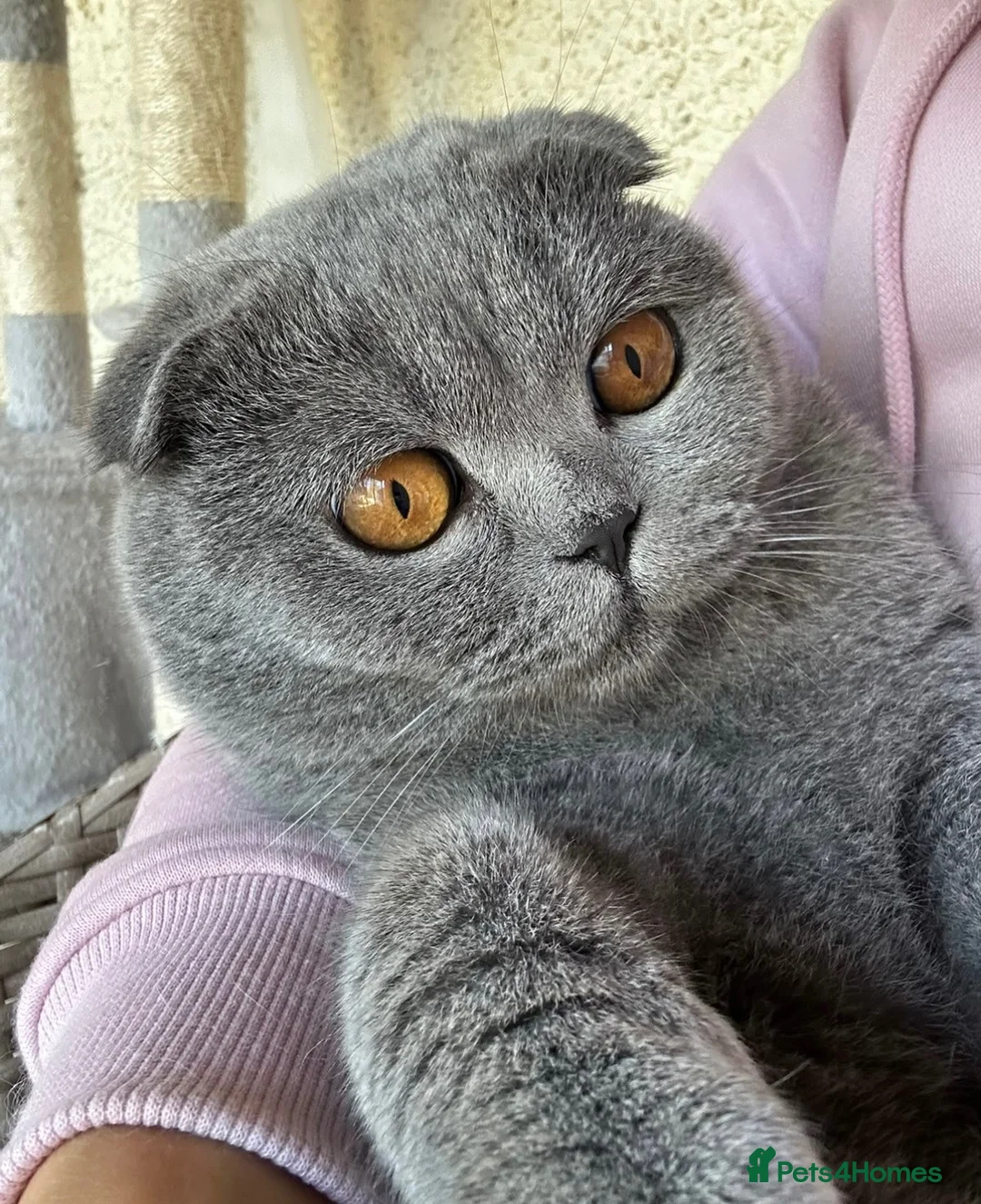 Scottish Fold cats for sale: Beautiful Scottish fold x British Shorthair boy  in Ardrossan - Advert 4