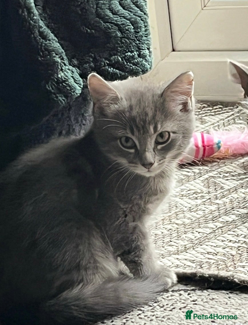 Mixed Breed cats Mixed Breed kittens - Advert 1