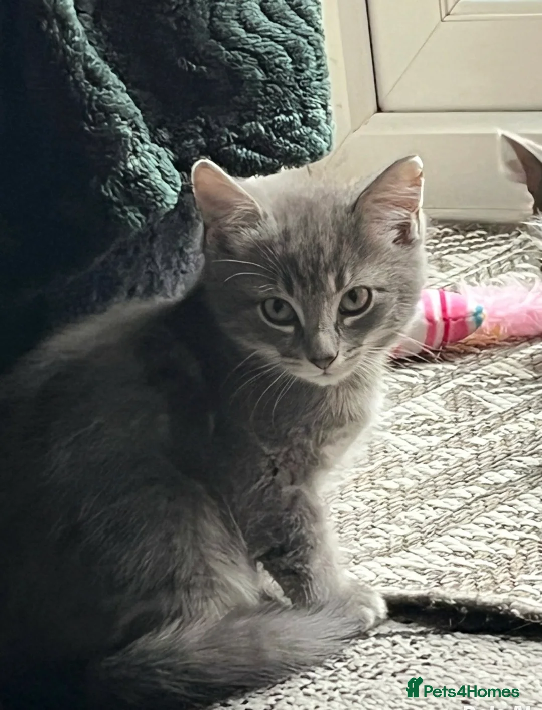 Mixed Breed cats for sale: Mixed Breed kittens in Attleborough - Advert 1