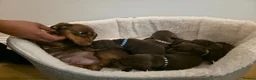 Miniature Dachshund dogs for sale: PEDIGREE KC MINIATURE DACHSHUND PUPPIES  🐶 ❤️ - Advert 5