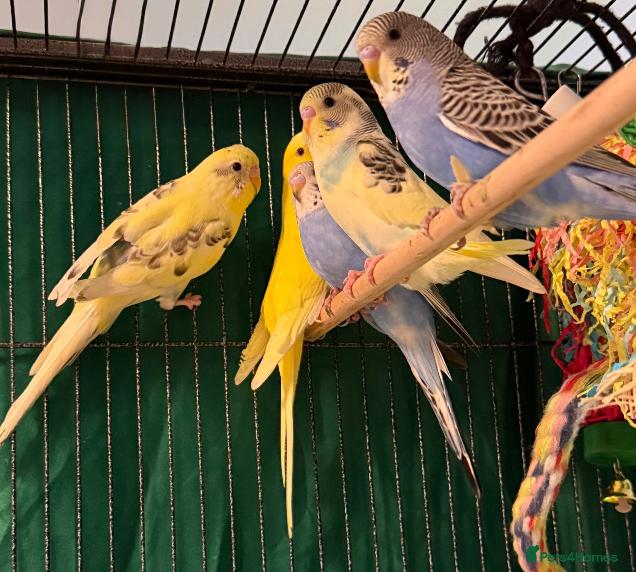 Budgerigars birds   budgies  available 9 weeks old   - Advert 1