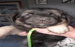 German Shepherd dogs for sale: German shepherd puppies  - Image 4
