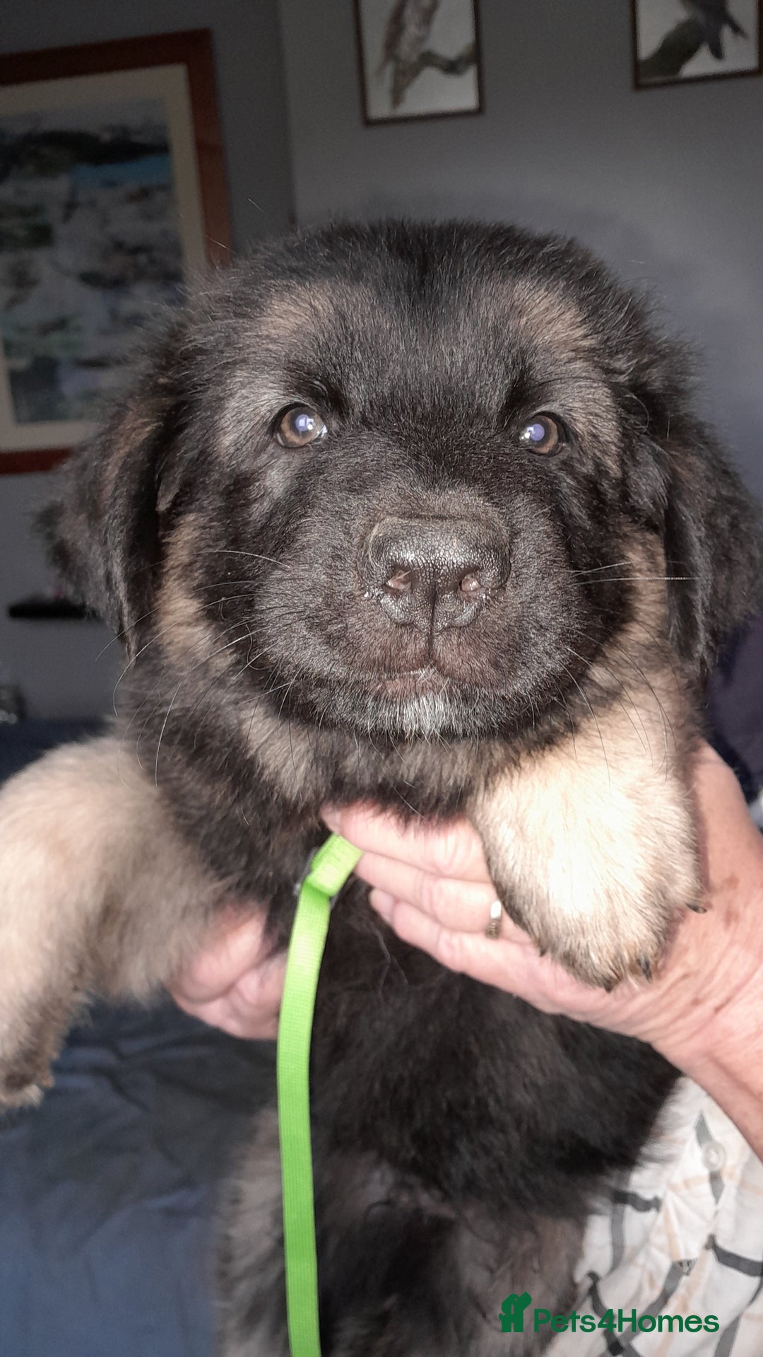 German Shepherd dogs for sale: German shepherd puppies  - Image 4