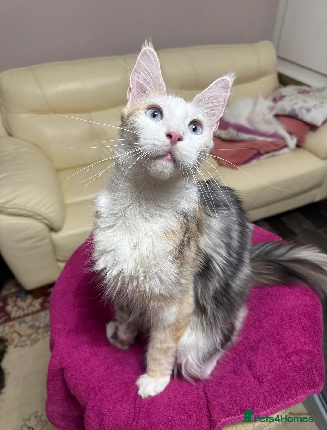 Maine Coon cats for sale: Maine Coon Kittens 🏆 20+ gen 🧬 Full Pedigree - Advert 2