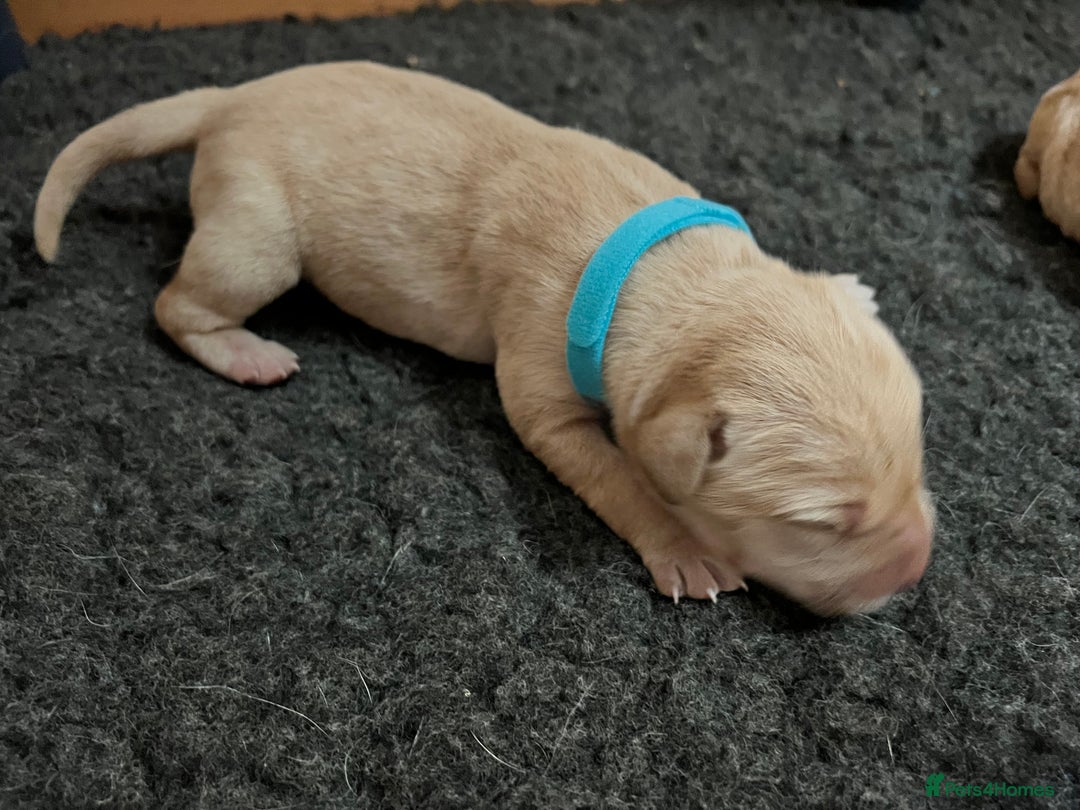 Labrador Retriever dogs for sale: Labrador puppies in Shaftesbury - Image 14
