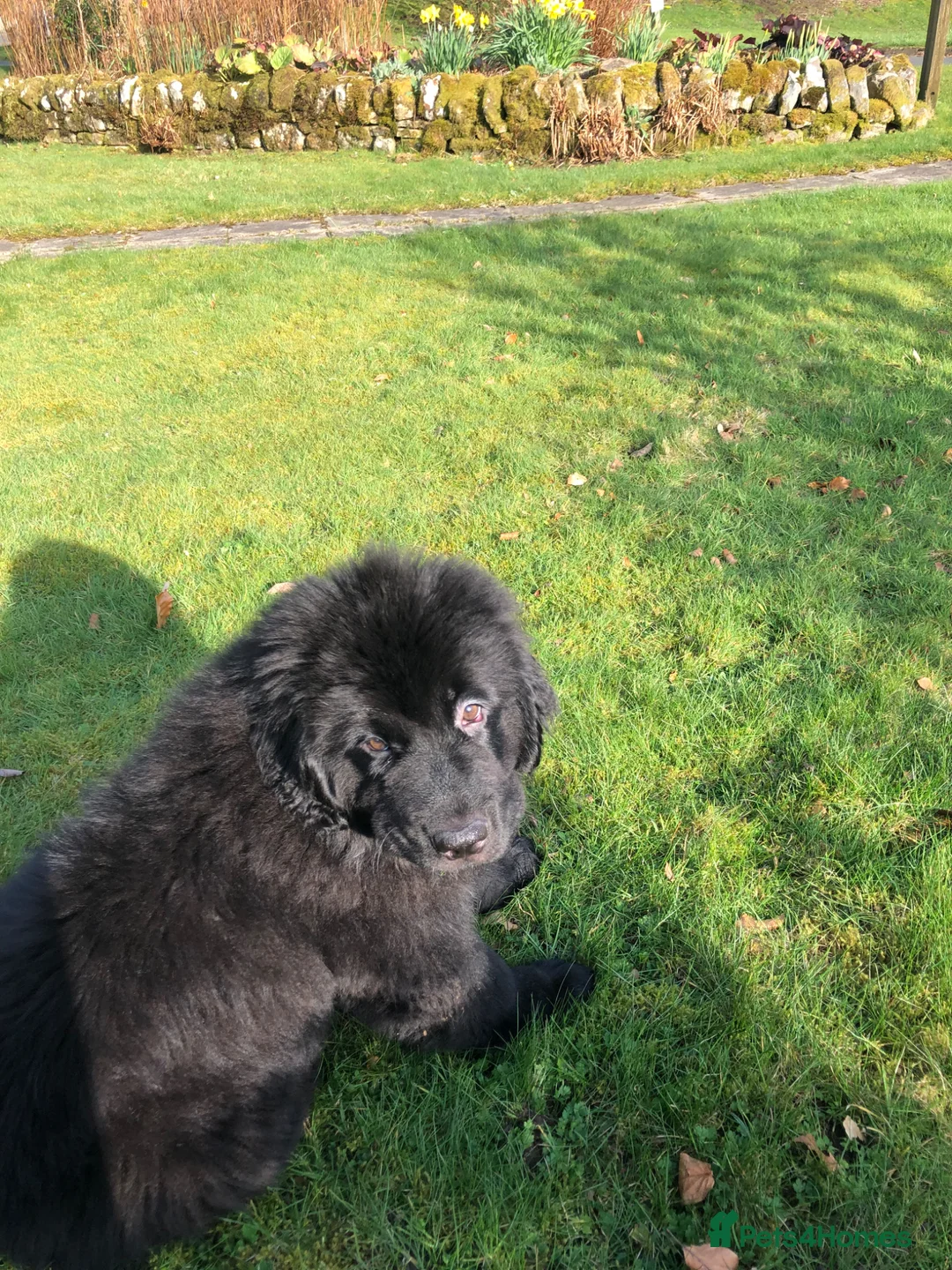 Newfoundland dogs for sale: BALTICBEARS NEWFOUNDLANDS - Advert 2