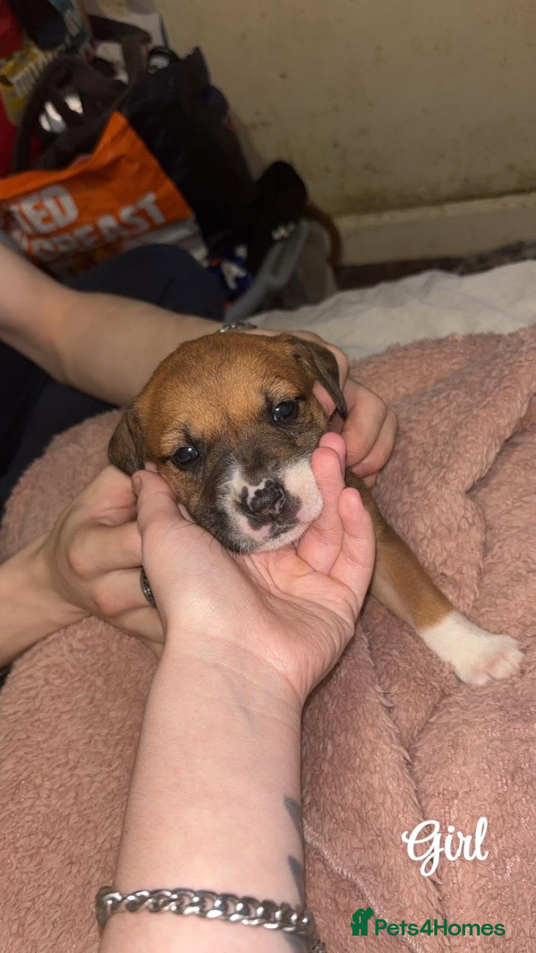 Mixed Breed dogs for sale: English mastiff x border collie puppies - Advert 5