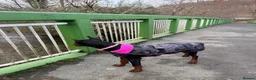 Dobermann dogs for sale: Reluctant but Necessary Sale - Advert 7