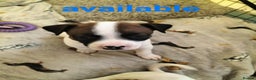 Mixed Breed dogs for sale: Cute litter of puppies  - Advert 25