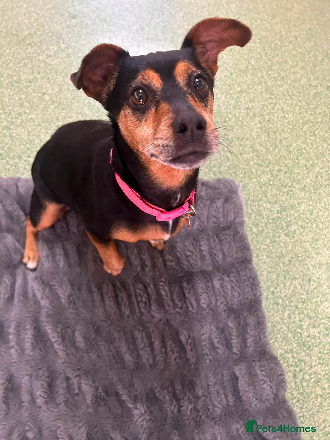 Jack Russell dogs for adoption: Jessie - Advert 3