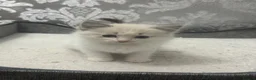 Ragdoll cats for sale: Stunning Ragdoll kittens - Advert 22
