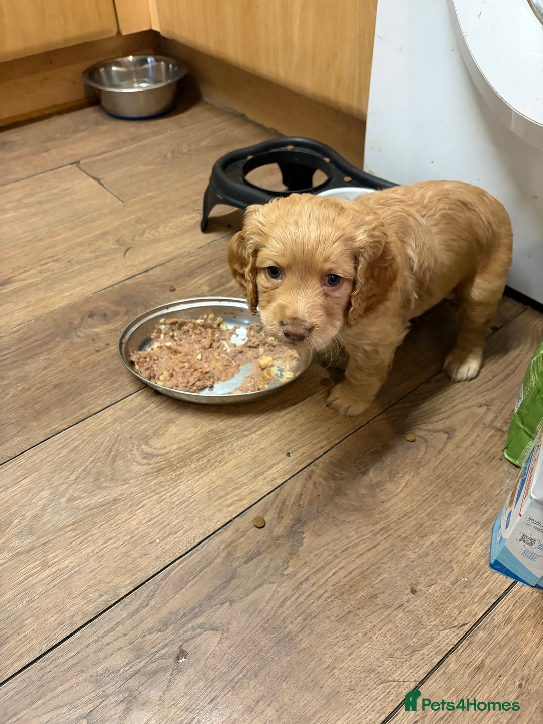 Cocker Spaniel dogs for sale: Beautiful working cocker spaniel KC registered  - Advert 3