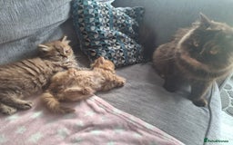 British Longhair cats for sale: 2 x Rare and stunning Pedigree BLH kittens - Image 8