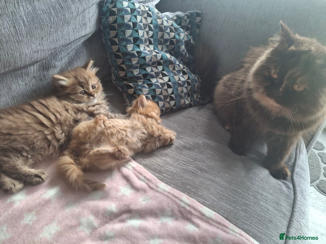 British Longhair cats for sale: 2 x Rare and stunning Pedigree BLH kittens - Image 8