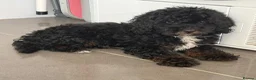 Cockapoo dogs for sale: Extensively Health tested cockapoo puppies  - Advert 8