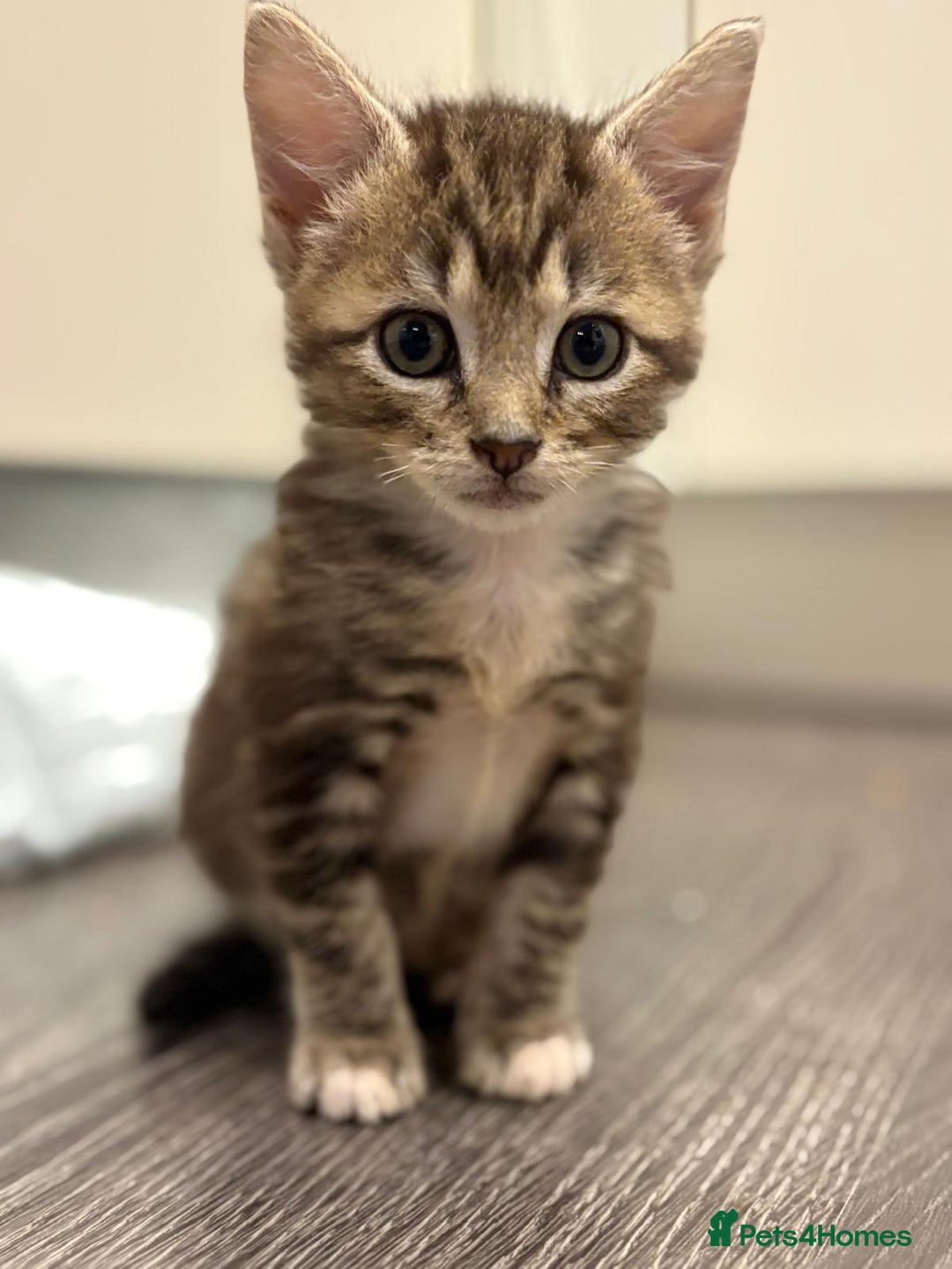 Mixed Breed cats for sale: 3 beautiful tabby kittens  - Advert 2