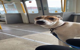 Mixed Breed dogs for sale: Brogan the Lurcher  - Image 4