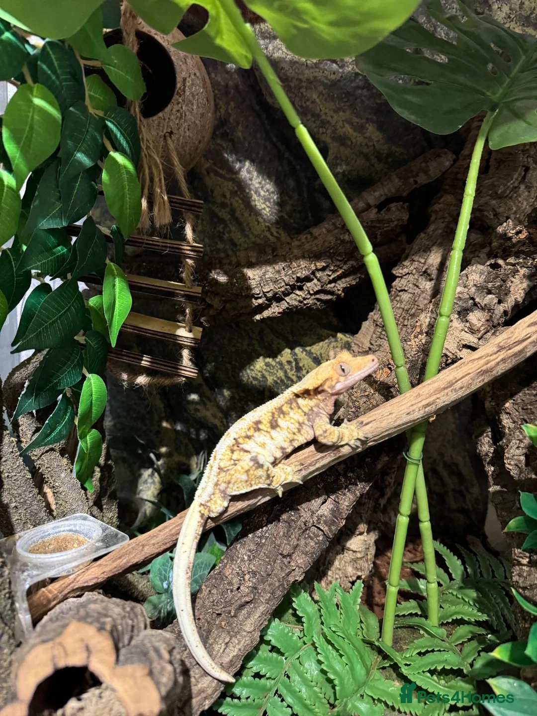 Gecko reptiles for sale: For sale, 5 geckos mixed - Advert 5