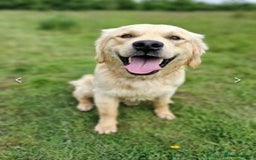 Golden Retriever dogs for sale: 6 Beautiful Golden Retrievers Puppies  - Image 16