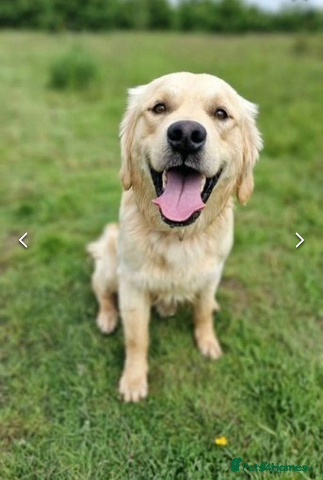 Golden Retriever dogs for sale: 6 Beautiful Golden Retrievers Puppies  - Image 16