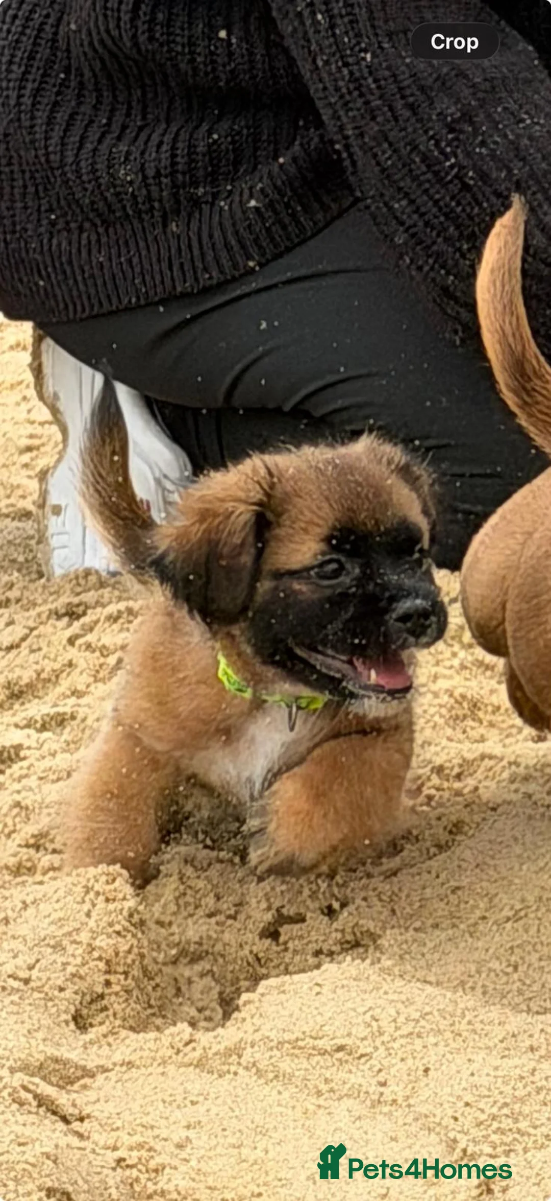 Mixed Breed dogs for sale: Puppies mixed breed  - Advert 2