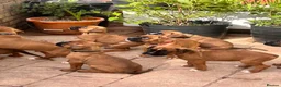 Boxer dogs for sale: READY NOW- Stunning boxer puppies - Advert 6