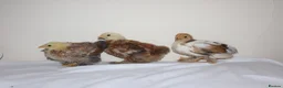 Chickens poultry for sale: Pekin bantam chicks - Advert 4