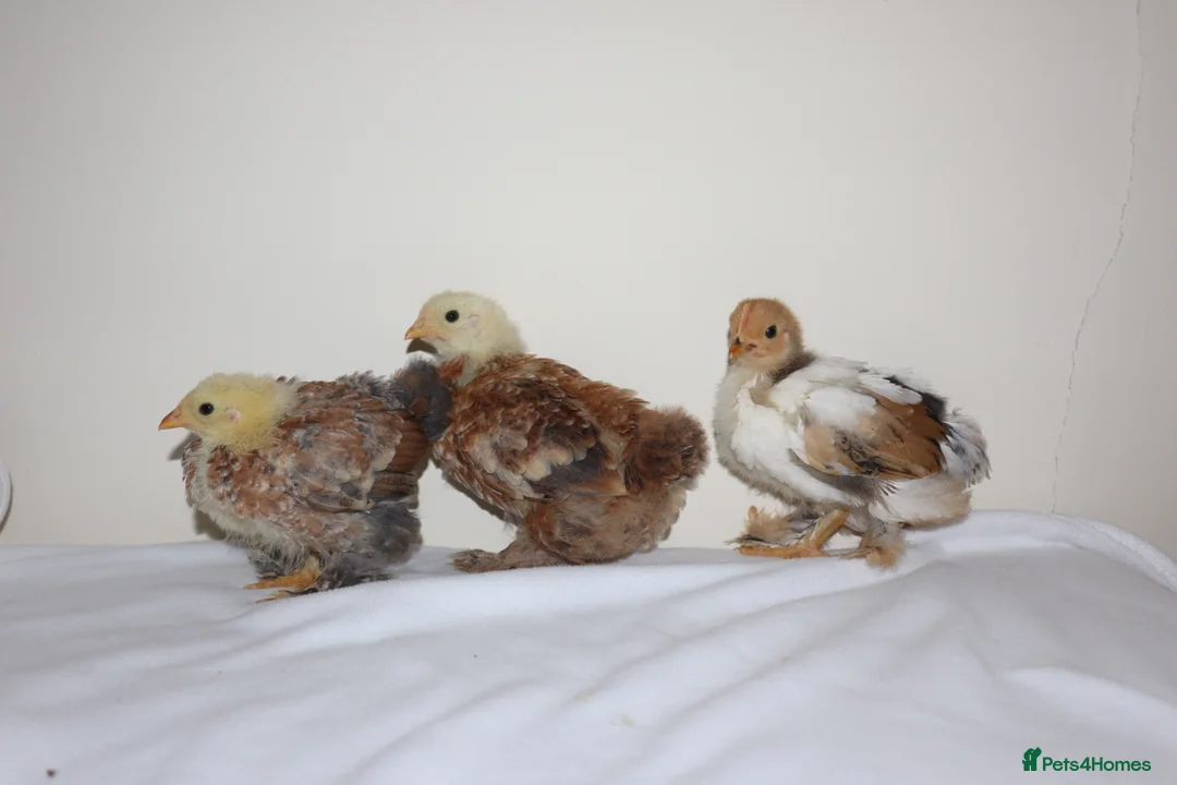 Chickens poultry for sale: Pekin bantam chicks - Advert 4