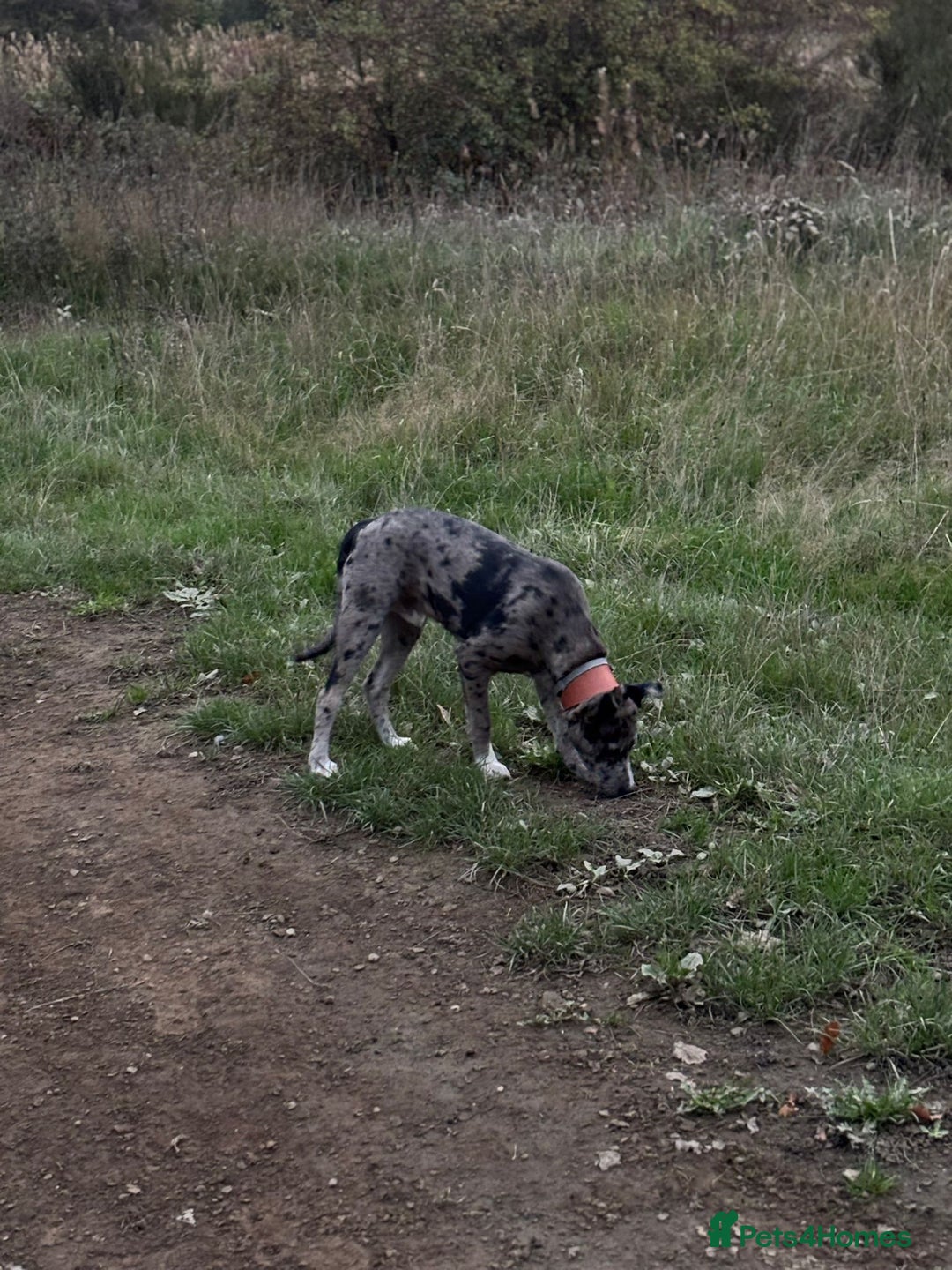 Mixed Breed dogs for sale: Whippet X border collie  - Advert 14