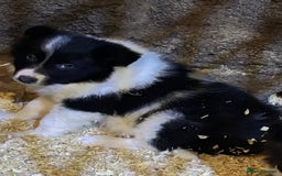 Border Collie dogs for sale: Beautiful Border Collie Pups - Image 9