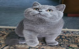 British Shorthair cats for sale: Chunky Blue boy - Image 2