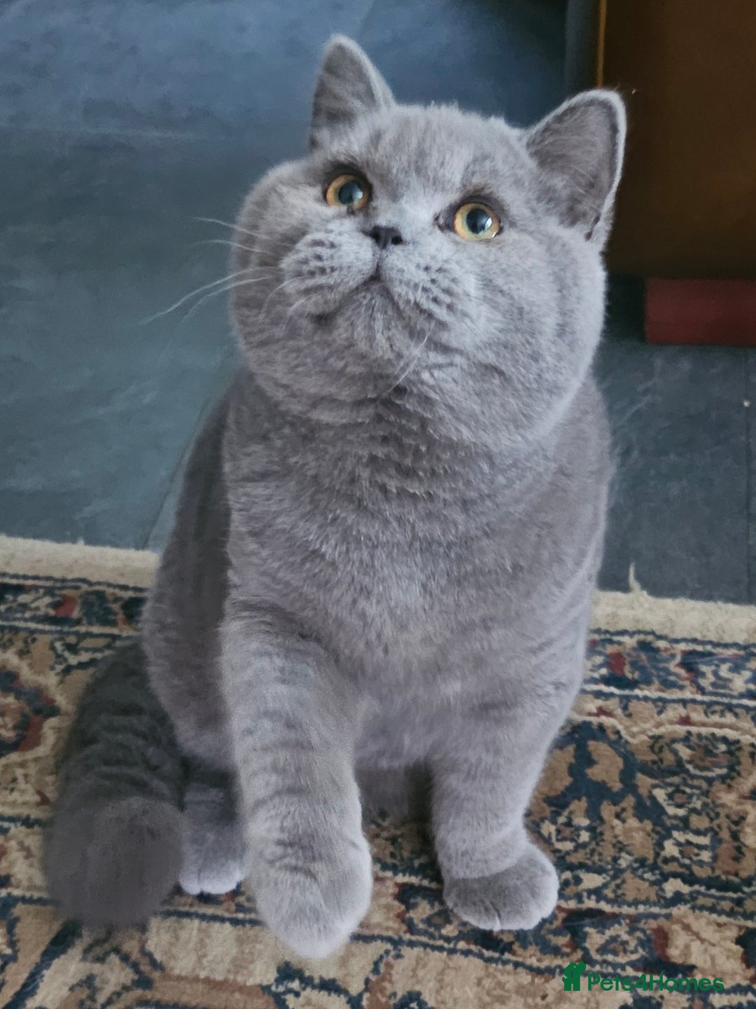 British Shorthair cats for sale: Chunky Blue boy - Image 2