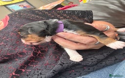 Mixed Breed dogs for sale: Border doodle - Image 31