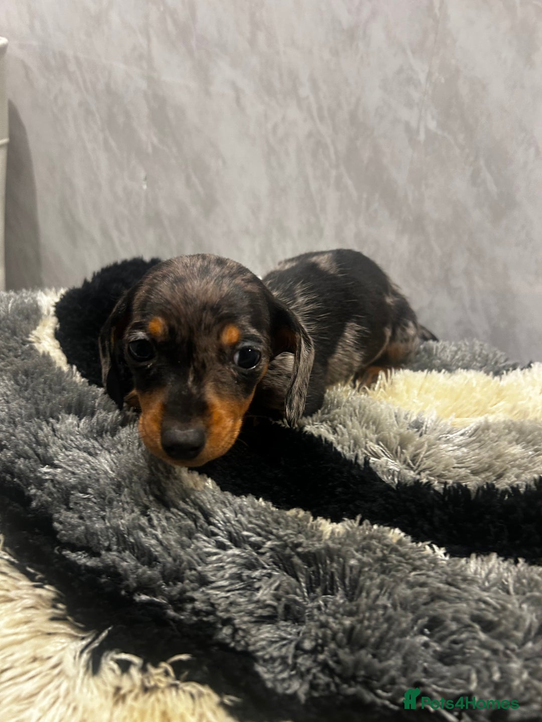Miniature Dachshund dogs for sale: Miniature dachshund boy  - Advert 4