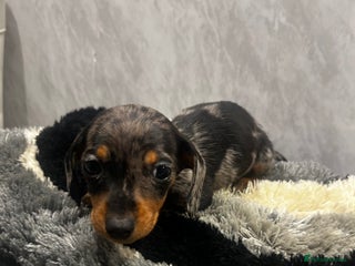Miniature Dachshund dogs Miniature dachshund boy - Advert 11
