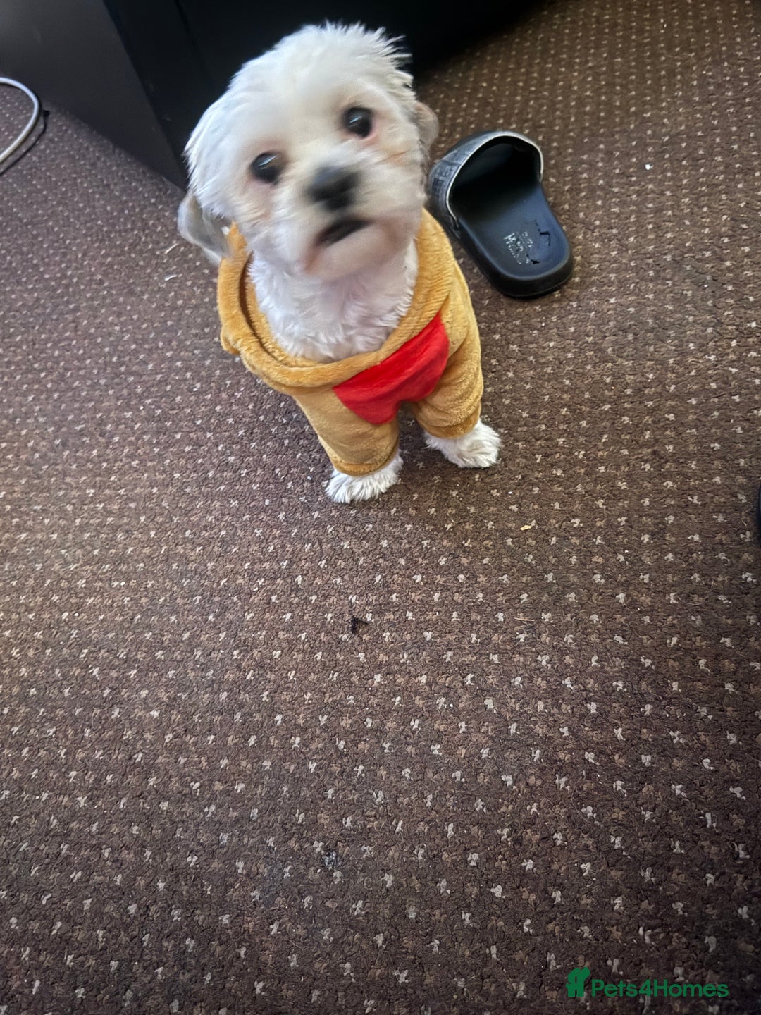 Mixed Breed dogs for sale: Shih tzu girl  - Image 1