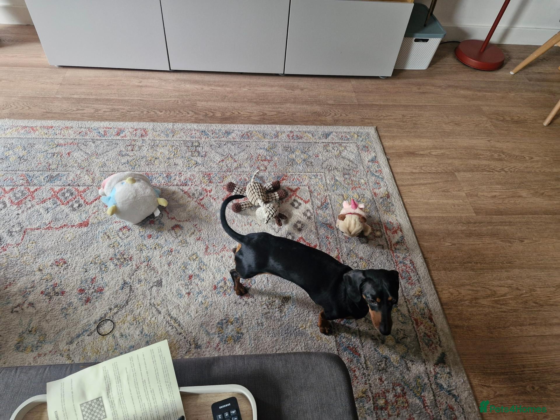 Miniature Dachshund dogs Pablo - Advert 1