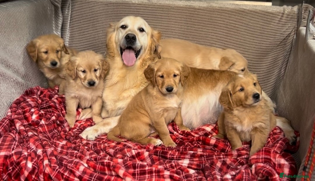 Golden Retriever dogs for sale: STUNNING GOLDEN RETRIEVER PUPPIES READY NOW - Image 21