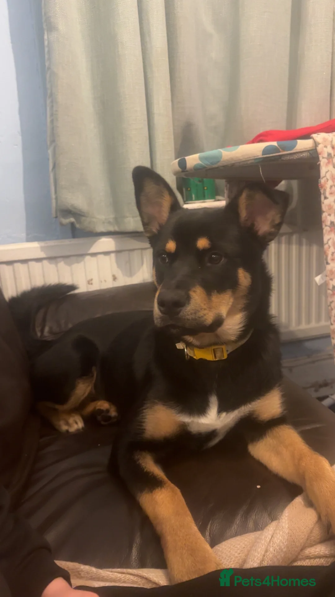 Mixed Breed dogs for sale: New home needed  - Advert 4