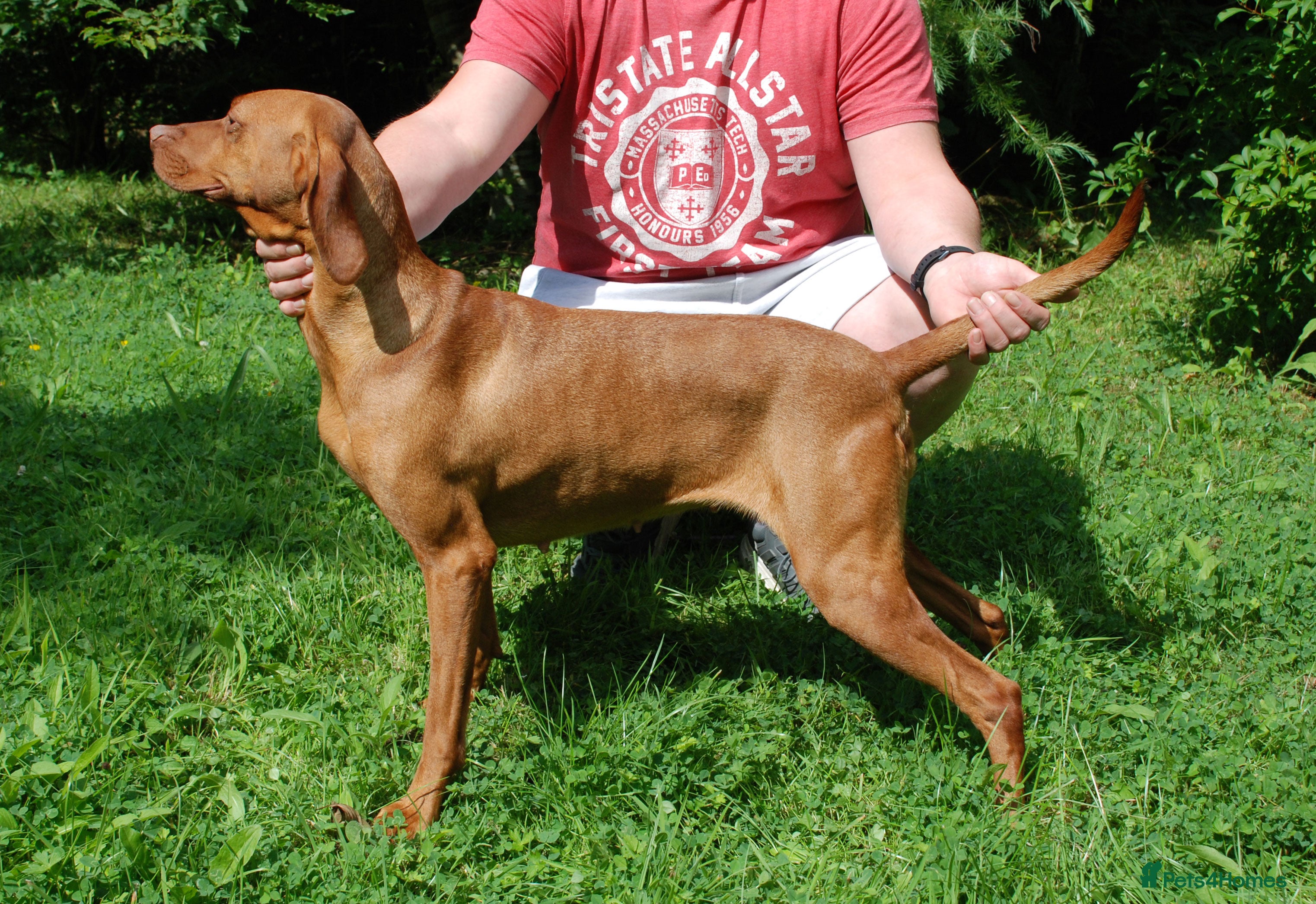 Hungarian Vizsla dogs Hungarian Vizsla available for Stud KC Reg IMPORT in Swansea - Advert 3