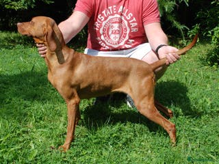 Hungarian Vizsla dogs Hungarian Vizsla available for Stud KC Reg IMPORT in Swansea - Advert 3