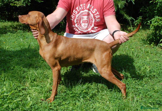Hungarian Vizsla dogs in Swansea - Advert 1