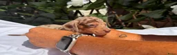 Miniature Dachshund dogs for sale: BEAUTIFUL TINY MINIATURE DASCHUNDS DAPPLE KC  - Advert 21